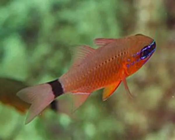 APOGEON-1.jpg Apogeon (SPHAERAMIA)