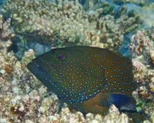 Argus Grouper (CEPHALOPHOLIS ARGUS)