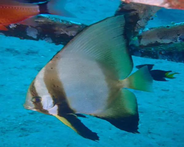 BAT-FISH-1.jpeg Bat Fish (PLATAX ORBICULARIS)