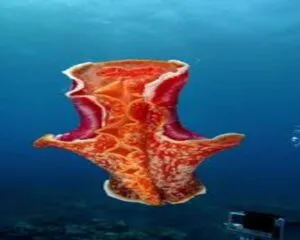 Bell Dancer (SPANISH DANCER)