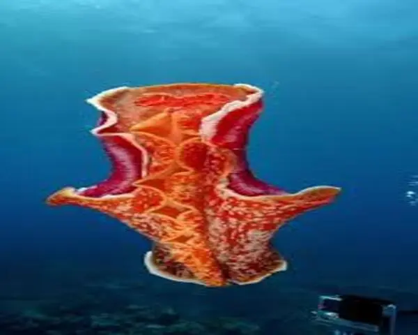 Bell Dancer (SPANISH DANCER)