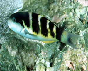 Black Bar Wrasse (THALASSOMA JANSENNA)