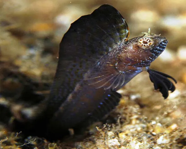 BLACK-DORSAL-BLENNY-1.jpg Black Dorsal Blenny (PARAPERCCIS BIVITTATA)