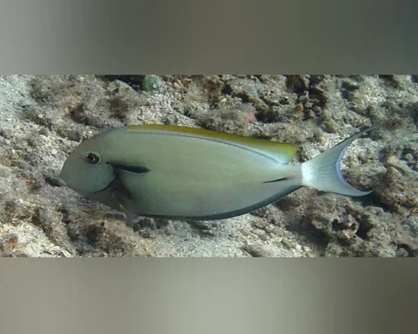 BLACK-TANG-1.jpg Black Tang (ACANTHURUS NIGRICAUDA)