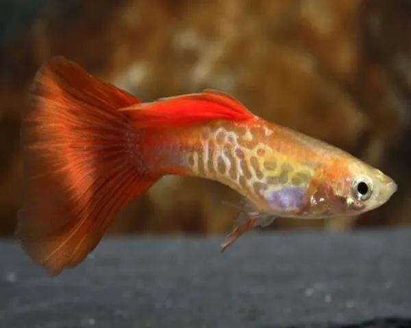 Blond Cobra Guppy (MALE)