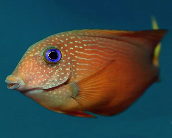 BLUE-EYES-SURGEON-1.jpg Blue Eyes Surgeon (CTENOCHAETUS BINOTATUS)