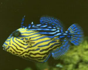 Blue Gold Trigger (PSEUDOBALISTES FUSCUS)