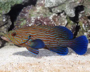 Blue Line Grouper (CEPHALOPHOLIS BOENACKI)