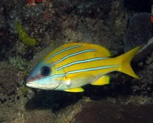 Blue Stripe Snapper (LUTJANUS KASMIRA)