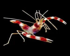 Boxing Shrimps (STENOPUS HISPIDUS)