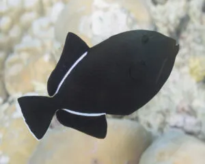 Black Fin Trigger/ Melathi (MELICHTHYS INDICUS)