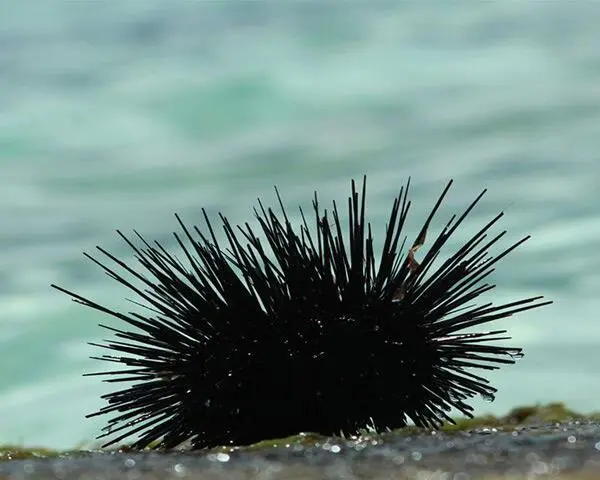Black-Urchin-1.jpg Black Urchin (ECHLONOMETRA SP)