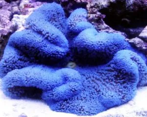 Blue Color Anemone (STICHODACTYLA HADDONI)