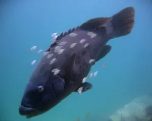 Blue Grouper (EPINEPHELUS FLAVOCAERULEUS)