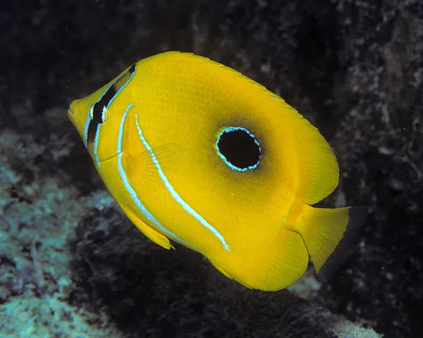 Bluelashed-Buterfly-Fish-1.jpg Bluelashed Butterfly Fish (CHAETODON BENNETTI)