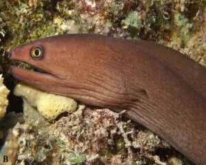 Brown Eel (GYMONOTHORAX NUBILIS)