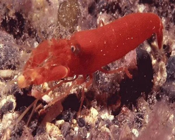 CLOWED SHRIMP Clowed Shrimp (ALPHEUS SP.)