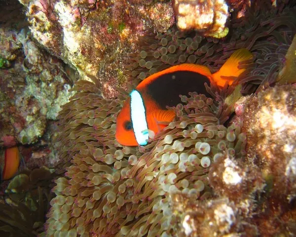 CLOWN FISH Amphiprion melanopus Cinnamon Clownfish (AMPHIPRION MELANOPUS)