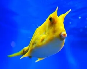Cow Fish (LACTORIA CONUTA)