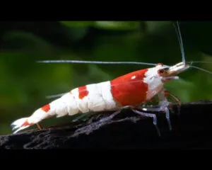 Crystal Shrimp