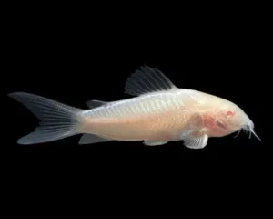 Catfish White