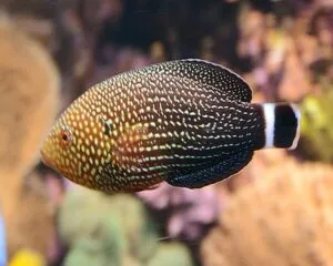 Deep Sea Wrasse (ANAMPSES LINEATUS)