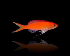 Disppar (MIROLABRICHTHYS DISPAR)