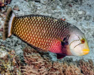 Drageon Wrasse (NOVACULICHTHYS TAENJOURUS)