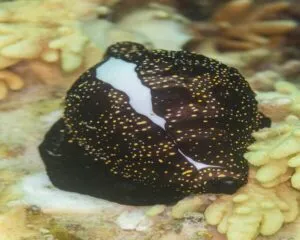 Egg Cowrie (CYPREA HISTRIO)
