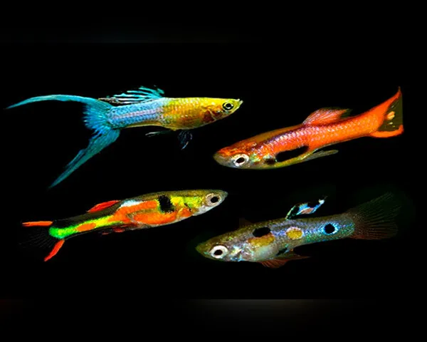 ENDLERE-GUPPY-MALE-1.jpg Endler Guppy (Male)