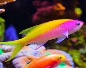 Evansi (MIROLABRICHTHYS EVANSI)