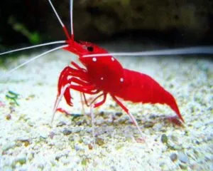 Fire Shrimps (LYSMATA DEBELIUS)