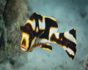 Gaterin Orientalis (Plectorinchus orientalis)