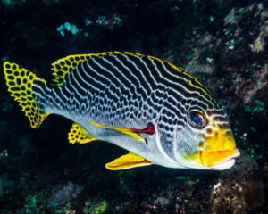 Gaterin Sweet Lip (GATERIN LINEATTUS)