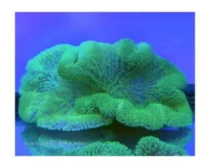 Green Color Anemone (STICHODACTYLA HADDONI)