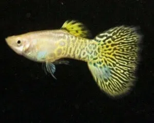 Golden Cobra Guppy (Male)