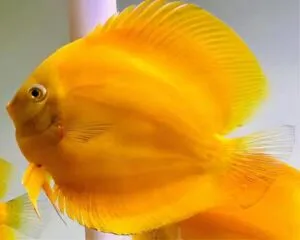Golden Discus