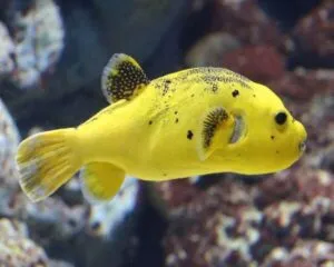 Golden Rare Puffer (ATOTHRON MEMEAGRIS/ YELLOW)