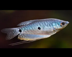 Gourami Blue Spotted