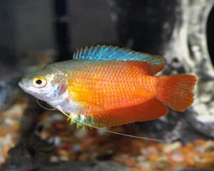 Gourami Flame Dwarf (Pair)