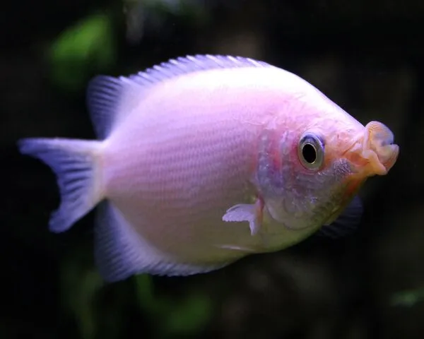 Gourami Kissing