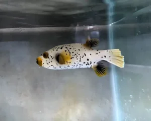 Gray Dogfish (AROTHRON NIGROPUNCTATUS)