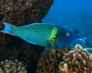 Green Bird Wrasse / Male (GOMPHOSUS VARIUS)