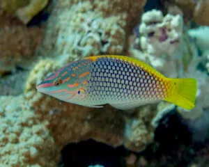 Halichoeres (HALICHOERES HORTULANUS)