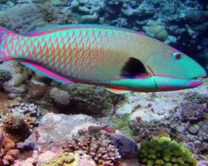Half Parrot (HEMMIGYMNUS FASCIATUS)