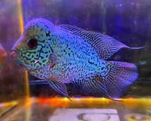 Kanfa Blue