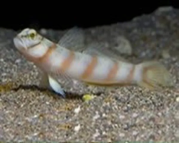 Leopard Goby (AMBLYELEOTRIS DIAGONALIS)