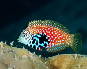Leopard Wrasse (MACROPHARYNGODON BIPARTITUS)