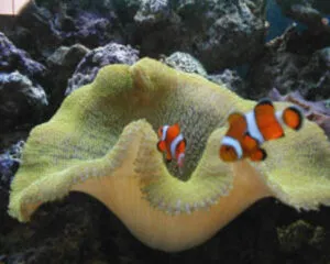 Light Color Anemond (STICHODACTYLA HADDONI)
