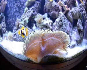 Long Teanecal Anemond (RADIANTHUS MALU)